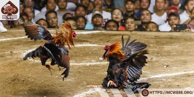 Bình luận viên đá gà cần am hiểu kiến thức chuyên sâu