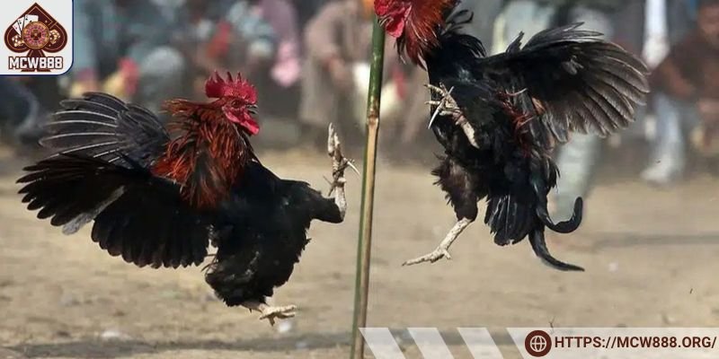 Hệ thống đá gà ở tại Thomo cực minh bạch